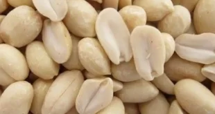 Масло-арахиса-из-Никарагуа-Прайс.