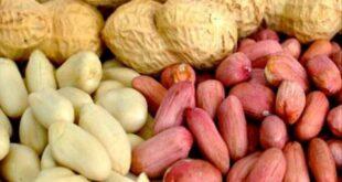 Арахис-оптом-от-зарубежных-производителей