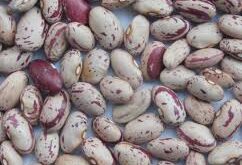 Фасоль,-бобовые-оптом