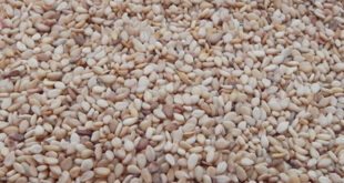 Предлагаем-цены-на-кунжут.-Производство-Индия-от-от-16-марта-2020