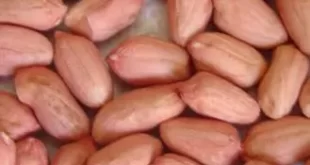 Цены-на-китайский-арахис-урожая-2024