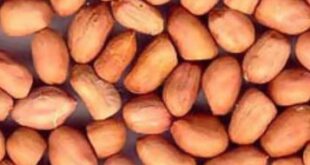 Прайс-лист-на-индийский-арахис-от-6-августа-2024