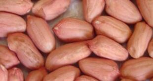 Прайс-на-арахис-из-Китая.-Январь-2025