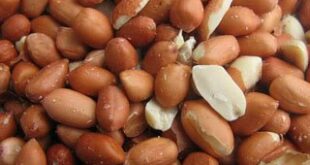 Бразильский-арахис-Оптовые-поставки.