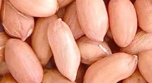 Китайский-арахис-Оптовые-поставки.