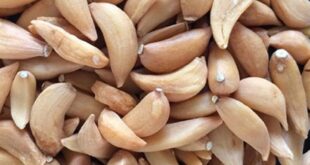 Сушеные-овощи-оптом