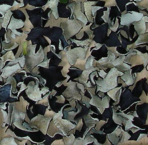 dried black fungus